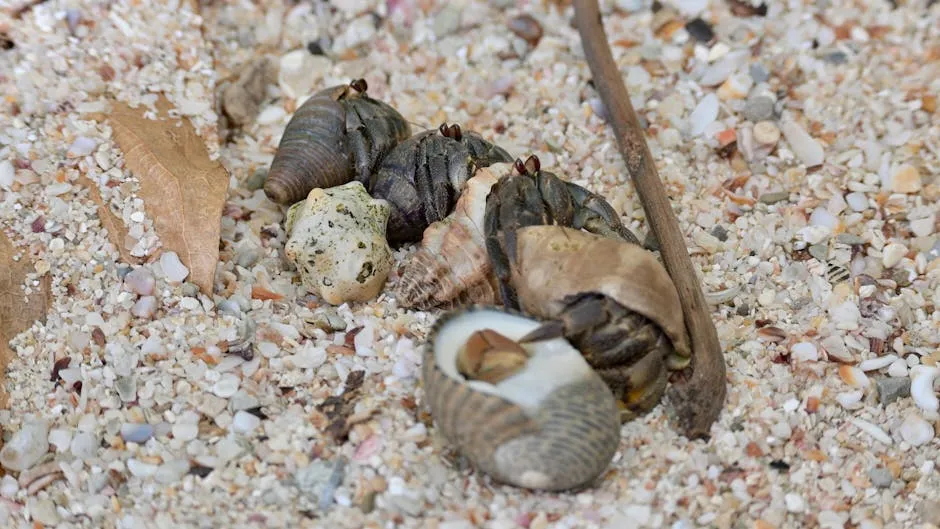 Leontyne Price e a Estreia Mundial das Hermit Songs de Samuel Barber: Um Legado Musical Inesquecível